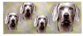 Dog Wrap - Weimaraner