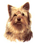 Dogs - Yorkie