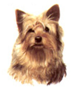 Dogs - Yorkie