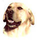Dogs - Yellow Lab