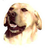 Dogs - Yellow Lab Bits