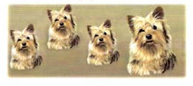 Dog Wrap - Yorkie