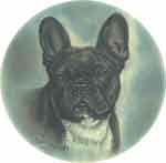 Dog French Bulldog