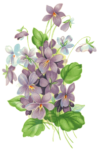 Purple Violets