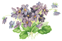 Purple Violet