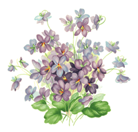 Purple Violet