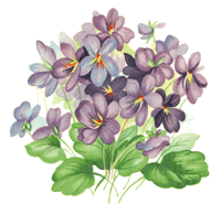 Purple Violet