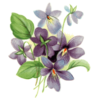 Purple Violet