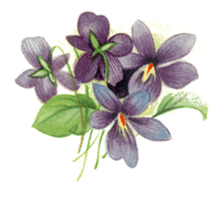 Purple Violet