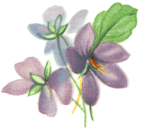 Purple Violet