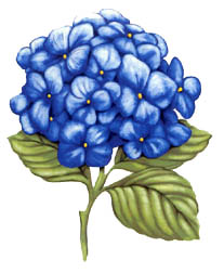 Hydrangea - Blue