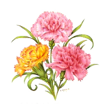 Flowers of the Months - January-Carnations