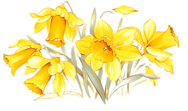 Daffodils