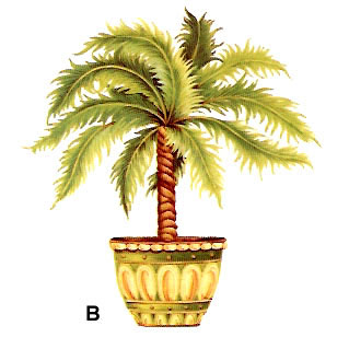 Palm Tree