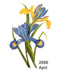 Flowers of the Months - April - Iris