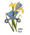 Flowers of the Months - April - Iris