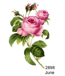 Flowers of the Months - June-Roses