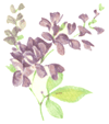 Lilac Mist Floral Flowers