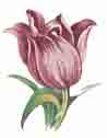 Pink Tulip