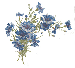 Cornflowers