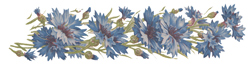 Cornflowers Border