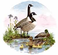 Ducks and Geese