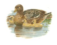 Ducks with Ducklings
