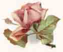 Pink Rose BIT