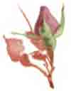 Pink Rose Bud BIT