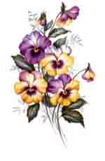 Pansy Pansies