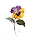 Pansy Pansies