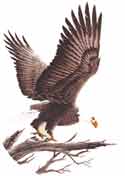 Eagle