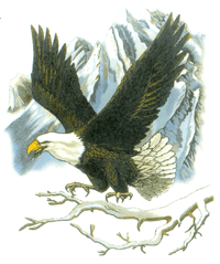 Eagle
