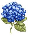 Hydrangea - Blue