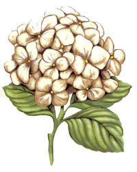 Hydrangea - White