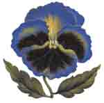 Pansy Pansies - Blue