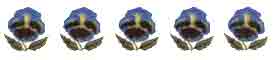 Pansy Pansies - Blue