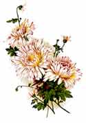 Chrysanthemum