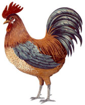 Rooster