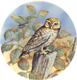 Owl