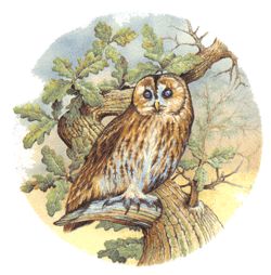 Owl