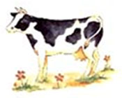 Farm Animals - Cow