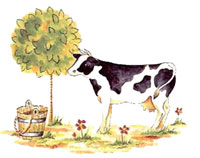 Farm Animals - Cow