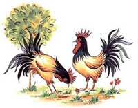 Farm Animals - Roosters