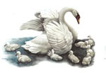 Swan and Ducklings