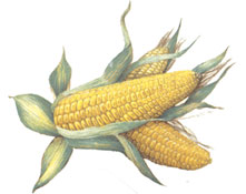 NATURAL-CORN