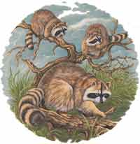 Raccoon Scene with Cubs