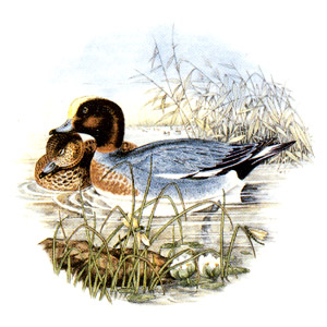 Ducks Wigeon