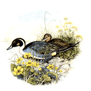 Ducks Pintail