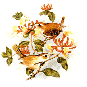 Wren Birds - Paired